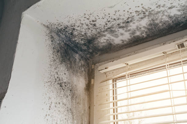 Affordable Mold Remediation solutions in Martinsville, NJ
