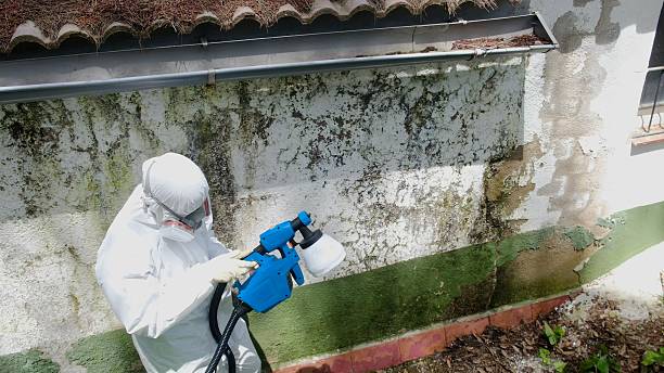 Trusted Mold Removal service in Martinsville, NJ - Cheap Mold Removal